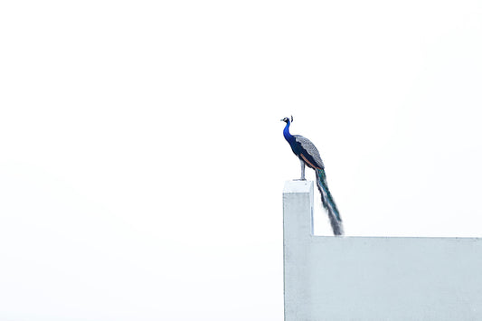 Peacock on ledge. Photo by Ravinder Singh on Unsplash